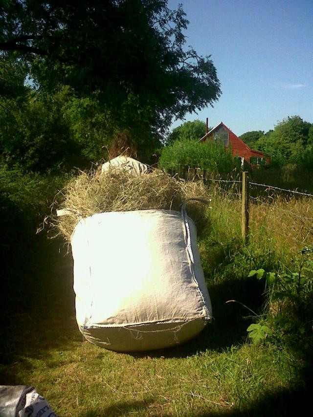 Carting hay to the barn (in the background) using a dumpy sack