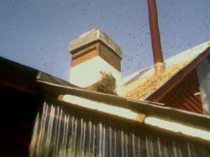 A swarm arriving into a Warré bait hive late afternoon of 12th July